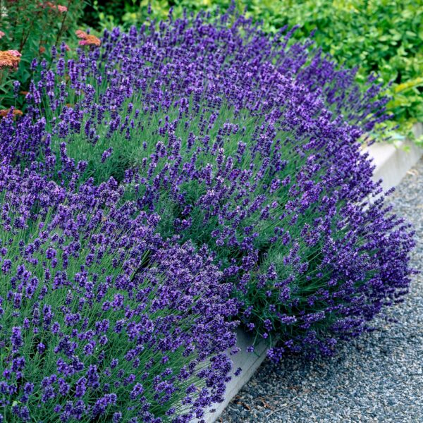 Lavandula angustifolia Hidcote - Lavendel - Winterhard - Paars - 9 Planten