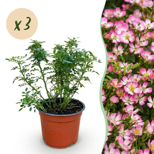 Tuin Roos - Rosa Cutie Pie - Roos - Winterhard - Roze - 3 Planten