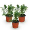 Tuin Roos - Rosa Cutie Pie - Roos - Winterhard - Roze - 3 Planten
