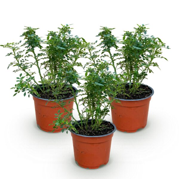 Tuin Roos - Rosa Cutie Pie - Roos - Winterhard - Roze - 3 Planten