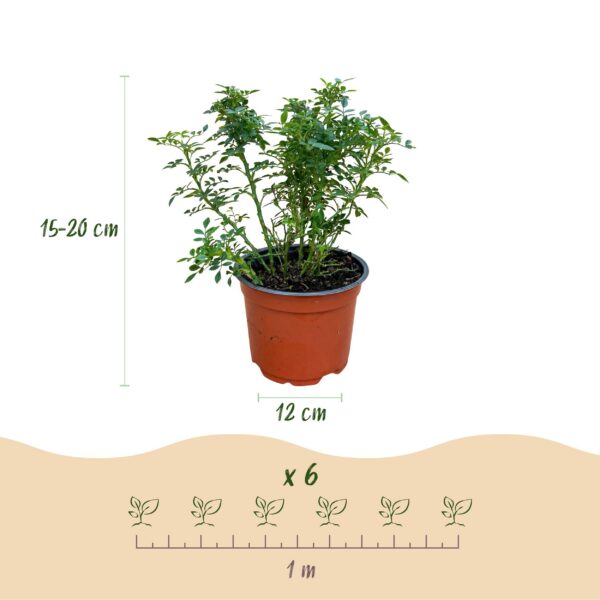 Tuin Roos - Rosa Cutie Pie - Roos - Winterhard - Roze - 3 Planten