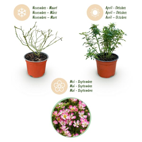 Tuin Roos - Rosa Cutie Pie - Roos - Winterhard - Roze - 3 Planten