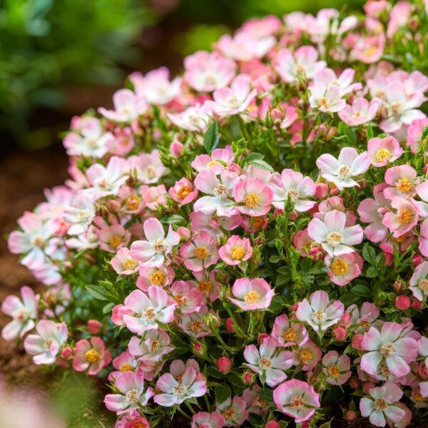Tuin Roos - Rosa Cutie Pie - Roos - Winterhard - Roze - 3 Planten