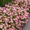 Tuin Roos - Rosa Cutie Pie - Roos - Winterhard - Roze - 3 Planten