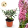 Buddleja davidii Butterfly Candy Little Pink - Vlinderstruik - Compact - Roze - 3 Planten