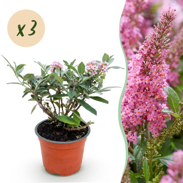 Buddleja davidii Butterfly Candy Little Pink - Vlinderstruik - Compact - Roze - 3 Planten