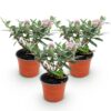 Buddleja davidii Butterfly Candy Little Pink - Vlinderstruik - Compact - Roze - 3 Planten