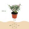 Buddleja davidii Butterfly Candy Little Pink - Vlinderstruik - Compact - Roze - 3 Planten