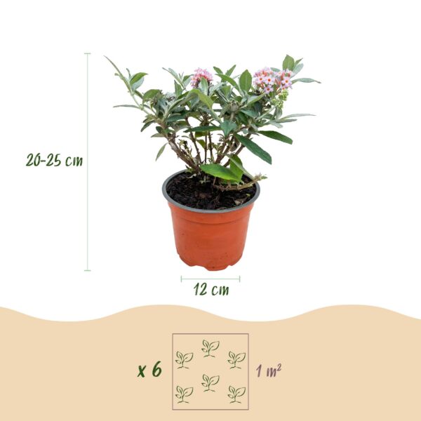 Buddleja davidii Butterfly Candy Little Pink - Vlinderstruik - Compact - Roze - 3 Planten