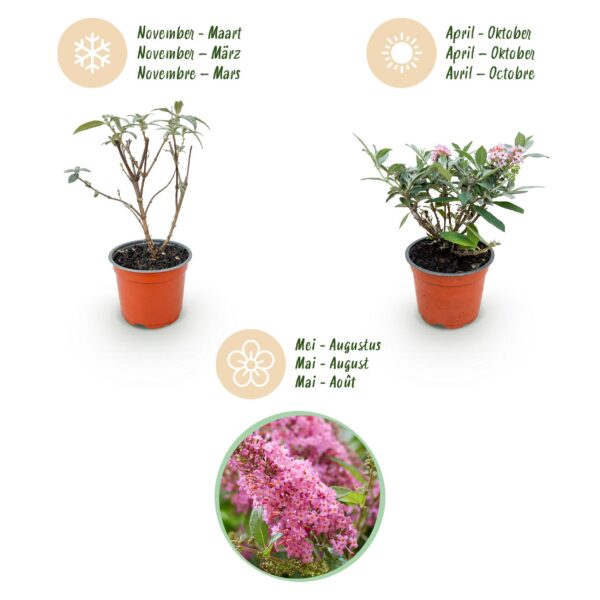 Buddleja davidii Butterfly Candy Little Pink - Vlinderstruik - Compact - Roze - 3 Planten