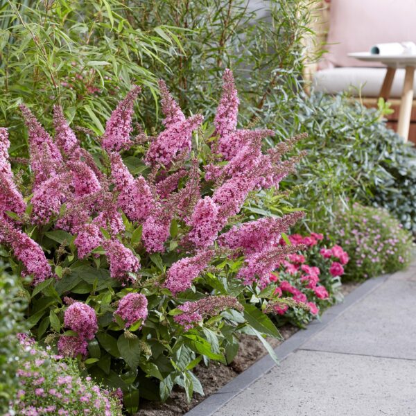 Buddleja davidii Butterfly Candy Little Pink - Vlinderstruik - Compact - Roze - 3 Planten