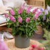 Buddleja davidii Butterfly Candy Little Pink - Vlinderstruik - Compact - Roze - 3 Planten