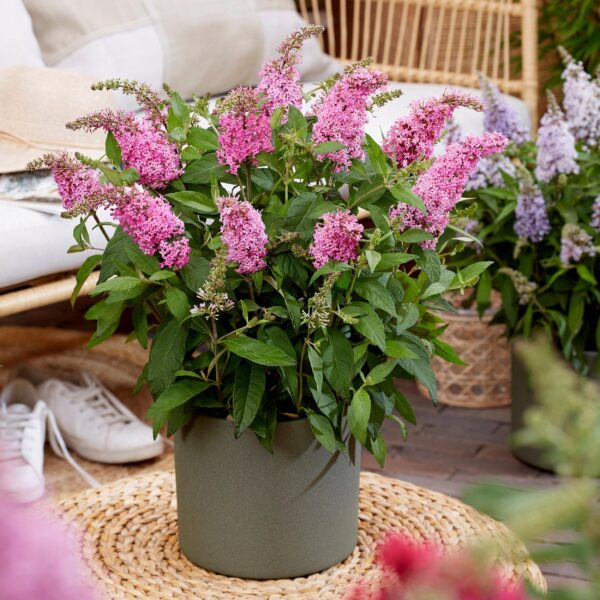 Buddleja davidii Butterfly Candy Little Pink - Vlinderstruik - Compact - Roze - 3 Planten