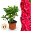 Hydrangea macrophylla Rood - Hortensia - Winterhard - Rood - 3 Planten