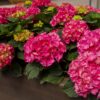 Hydrangea macrophylla Rood - Hortensia - Winterhard - Rood - 3 Planten