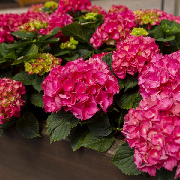 Hydrangea macrophylla Rood - Hortensia - Winterhard - Rood - 3 Planten