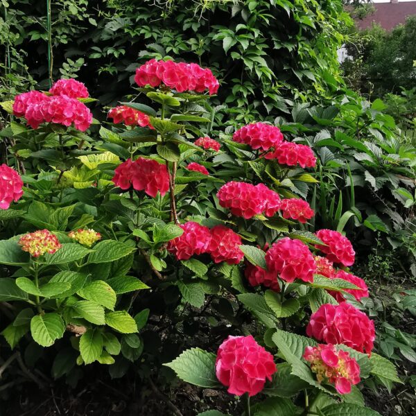 Hydrangea macrophylla Rood - Hortensia - Winterhard - Rood - 3 Planten