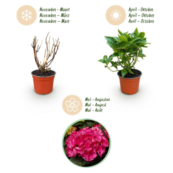 Hydrangea macrophylla Rood - Hortensia - Winterhard - Rood - 3 Planten