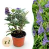 Buddleja davidii Butterfly Candy Little Lila - Vlinderstruik - Compact - Lila - 3 Planten