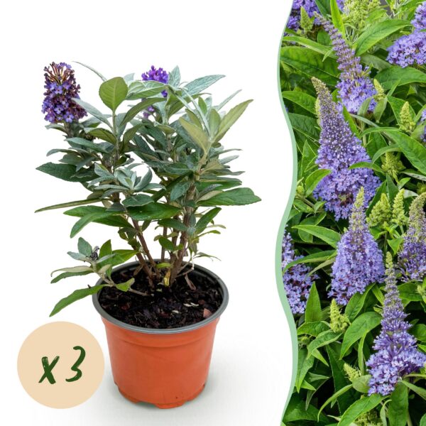 Buddleja davidii Butterfly Candy Little Lila - Vlinderstruik - Compact - Lila - 3 Planten