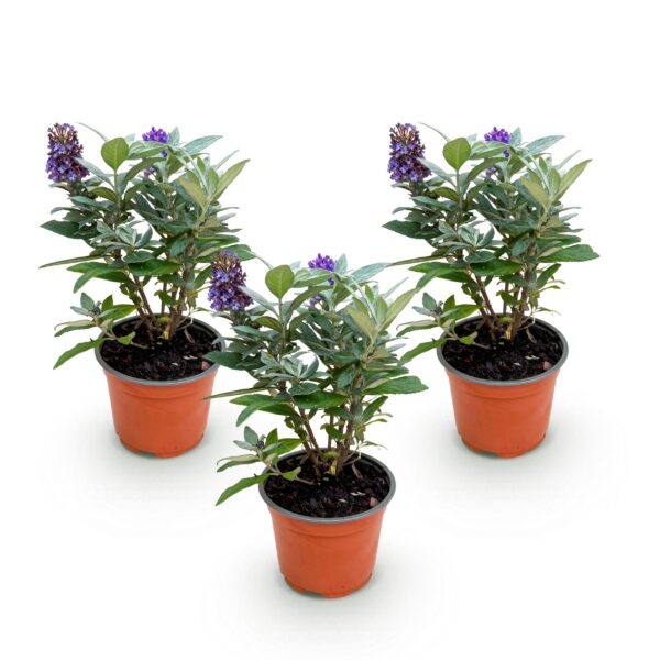 Buddleja davidii Butterfly Candy Little Lila - Vlinderstruik - Compact - Lila - 3 Planten