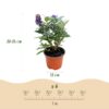 Buddleja davidii Butterfly Candy Little Lila - Vlinderstruik - Compact - Lila - 3 Planten