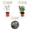 Buddleja davidii Butterfly Candy Little Lila - Vlinderstruik - Compact - Lila - 3 Planten