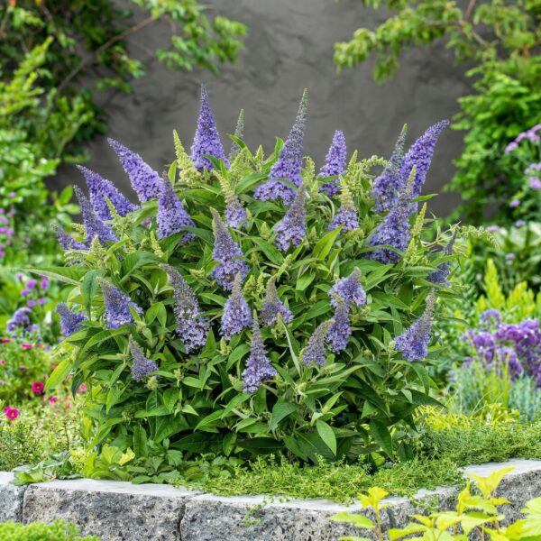 Buddleja davidii Butterfly Candy Little Lila - Vlinderstruik - Compact - Lila - 3 Planten
