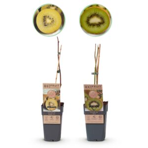 thumbnail_6000.jpg Groene & Gele Kiwi - Actinidia deliciosa Jenny & Golden Kiwi - 2 planten