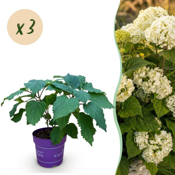 thumbnail_6000-313.jpg Hydrangea arborescens FlowerWOW - Hortensia - Winterhard - Wit - 3 Planten