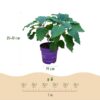 Hydrangea arborescens FlowerWOW - Hortensia - Winterhard - Wit - 3 Planten