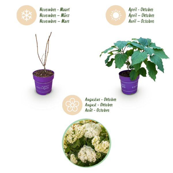 thumbnail_6000-316.jpg Hydrangea arborescens FlowerWOW - Hortensia - Winterhard - Wit - 3 Planten