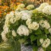 Hydrangea arborescens FlowerWOW - Hortensia - Winterhard - Wit - 3 Planten