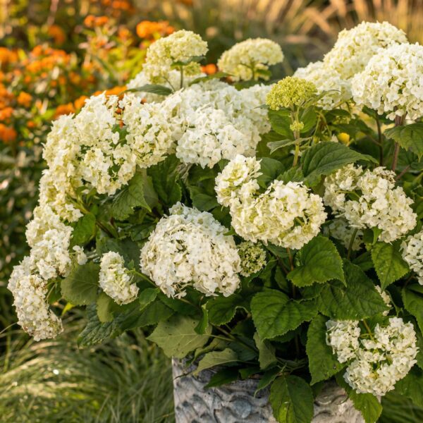 thumbnail_6000-317.jpg Hydrangea arborescens FlowerWOW - Hortensia - Winterhard - Wit - 3 Planten