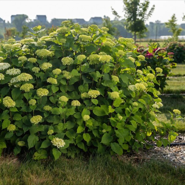 thumbnail_6000-318.jpg Hydrangea arborescens FlowerWOW - Hortensia - Winterhard - Wit - 3 Planten