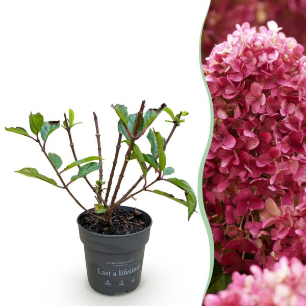 Hydrangea panniculata Living Little Rosy - Pluimhortensia - Winterhard - Roze
