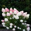 Hydrangea panniculata Living Pink & Rose - Pluimhortensia - Winterhard - Roze