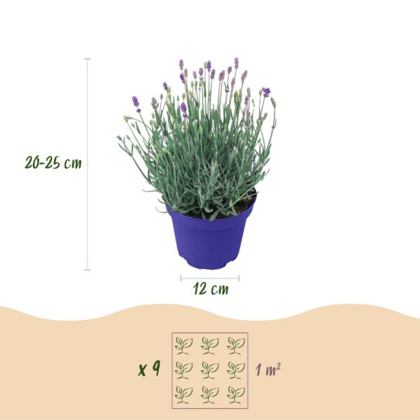 Lavandula angustifolia Hidcote - Lavendel - Winterhard - Paars