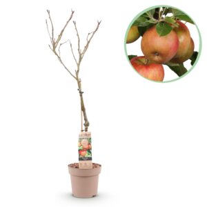 thumbnail_6000-67.jpg Fruitboom - Malus domestica Elstar - Appelboom - Winterhard - Rood-Groene Appel