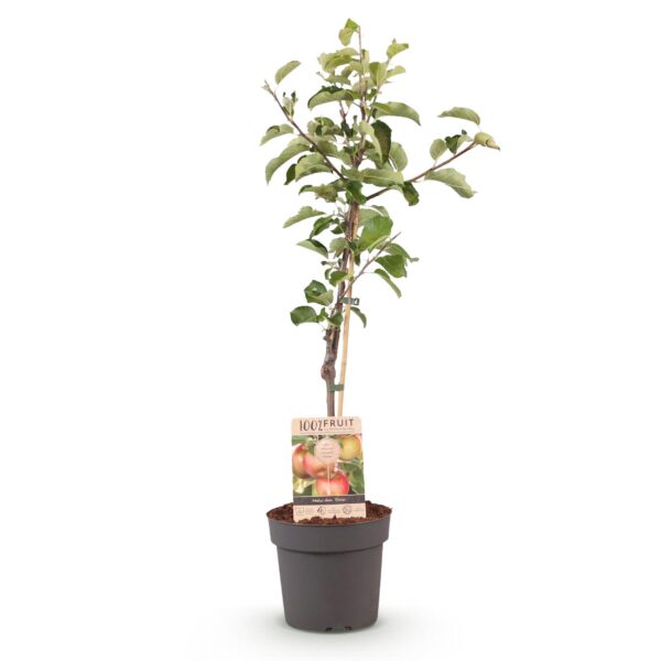 thumbnail_6000-68.jpg Fruitboom - Malus domestica Elstar - Appelboom - Winterhard - Rood-Groene Appel