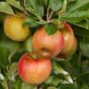 Fruitboom - Malus domestica Elstar - Appelboom - Winterhard - Rood-Groene Appel
