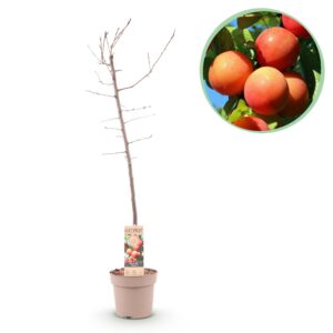 thumbnail_6000-78.jpg Fruitboom - Prunus domestica Victoria - Appelboom - Winterhard - Roze-Oranje Appel