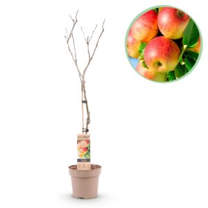 thumbnail_6000-89.jpg Fruitboom - Malus domestica Jonagold - Appelboom - Winterhard - Geel-Groene Appel