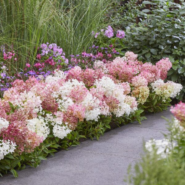 thumbnail_6000-11.jpg Hydrangea panniculata Groundbreaker Blush - Pluimhortensia - Winterhard - Roze - 2 Planten