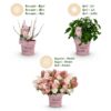Hydrangea panniculata Groundbreaker Blush - Pluimhortensia - Winterhard - Roze - 2 Planten