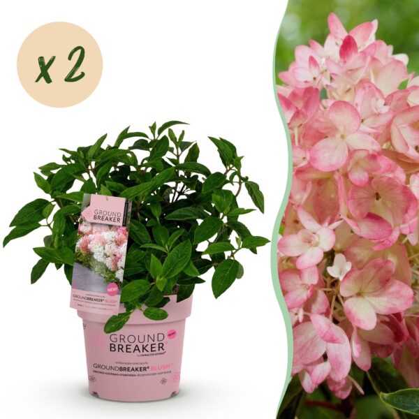 thumbnail_6000-3.jpg Hydrangea panniculata Groundbreaker Blush - Pluimhortensia - Winterhard - Roze - 2 Planten