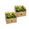Osteospermum ecklonis geel | 8 stuks