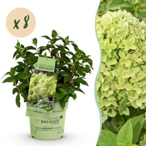 thumbnail_6000-39.jpg Hydrangea panniculata Groundbreaker Greeny - Pluimhortensia - Winterhard - Creme - 8 Planten