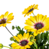 Osteospermum ecklonis geel | 8 stuks