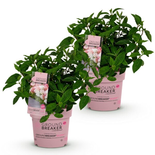 thumbnail_6000-5.jpg Hydrangea panniculata Groundbreaker Blush - Pluimhortensia - Winterhard - Roze - 2 Planten